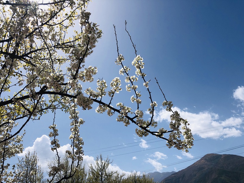 金川梨花 (5)