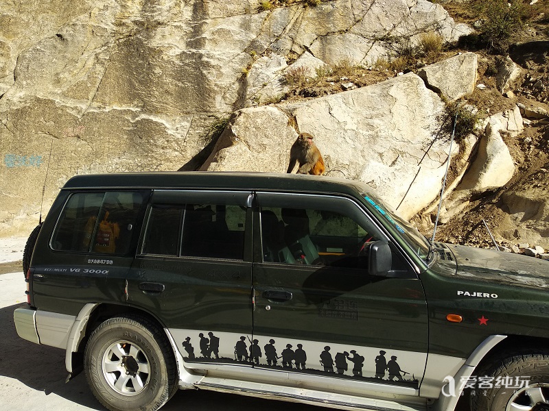 去山南途中偶遇猴子 (13)