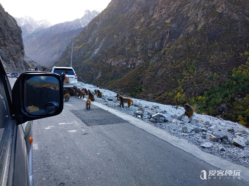 去山南途中偶遇猴子 (2)