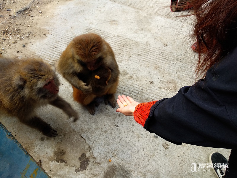 去山南途中偶遇猴子 (9)