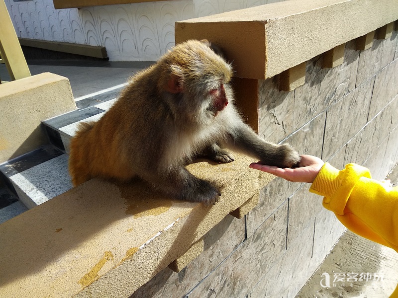 去山南途中偶遇猴子 (11)
