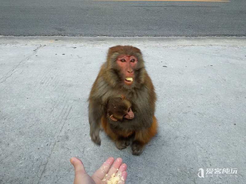 去山南途中偶遇猴子 (7)