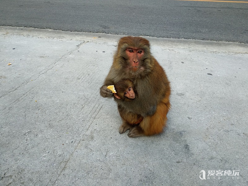 去山南途中偶遇猴子 (8)