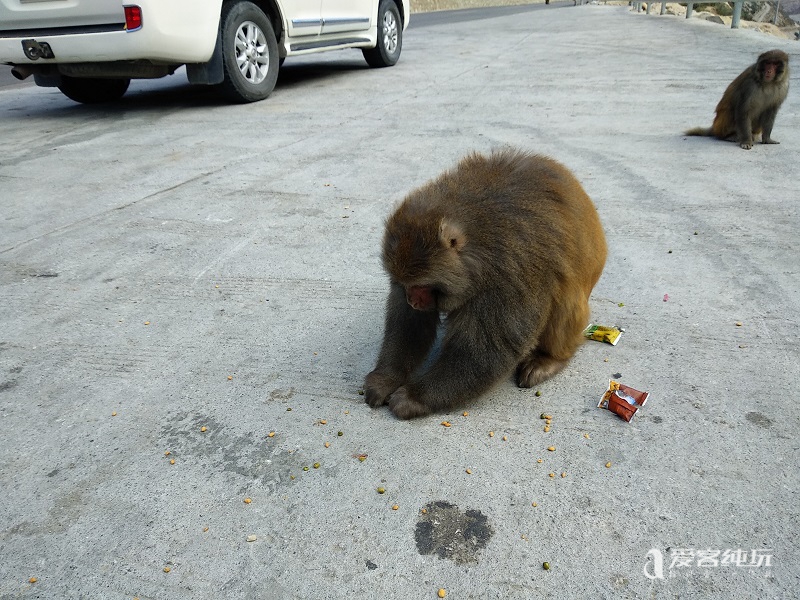 去山南途中偶遇猴子 (4)