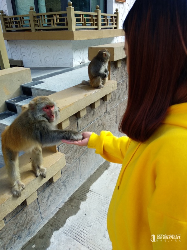 去山南途中偶遇猴子 (10)
