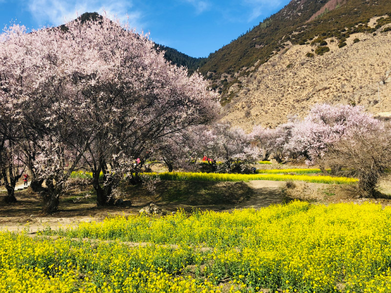林芝桃花