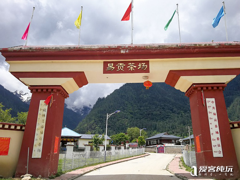 易貢茶場-(12)