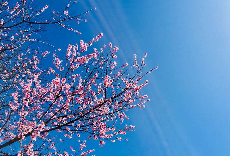 林芝桃花 (31) 林芝桃花 (31)