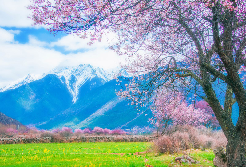 林芝桃花溝-(1) 林芝桃花溝-(1)