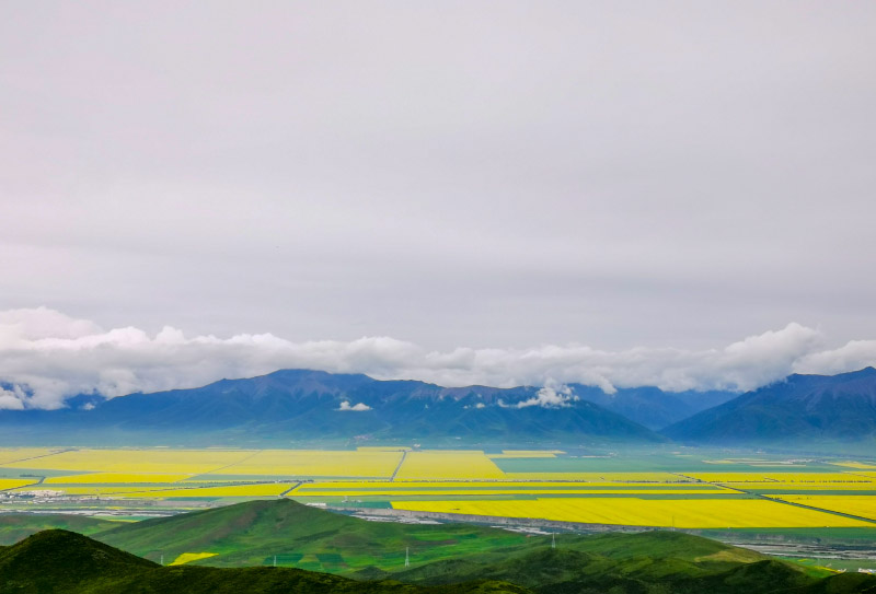門源油菜花 (10)