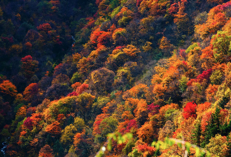 阿壩州賞秋十大景點推薦：秋景最佳觀賞地，附游玩攻略與線路建議