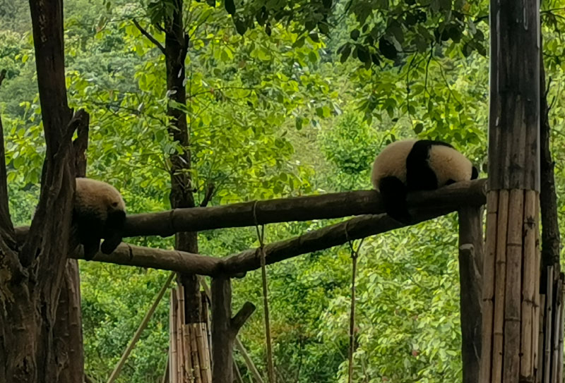 都江堰熊貓樂(lè)園