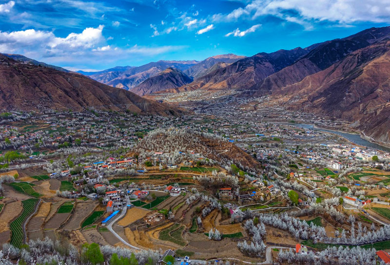 金川梨花節自駕游賞花攻略