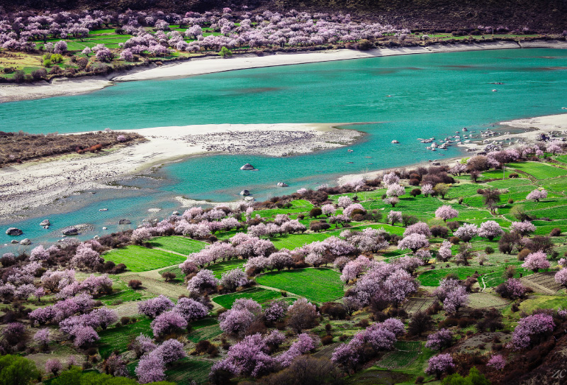 林芝桃花 林芝桃花