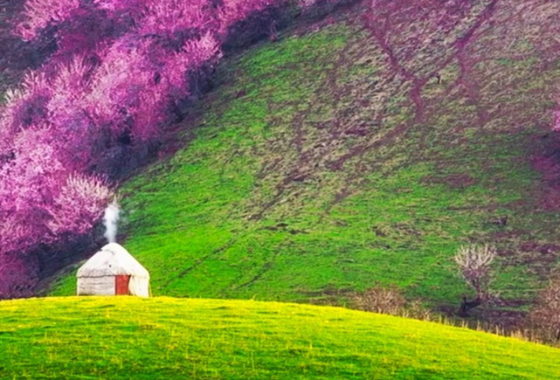 伊犁杏花