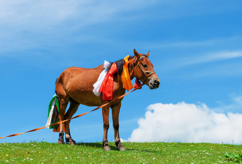 理塘毛埡草原 理塘毛埡草原