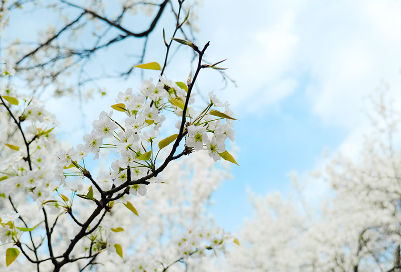 金川梨花 金川梨花