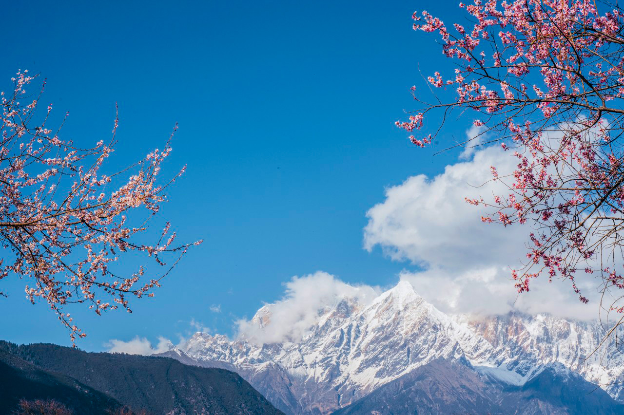 林芝桃花 林芝桃花