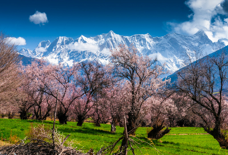 2024波密桃花溝在哪里3