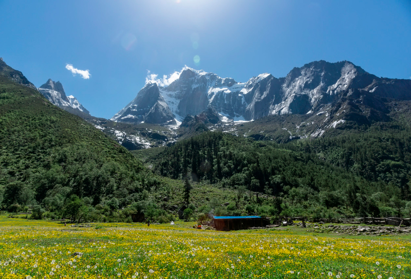 四姑娘山木騾子