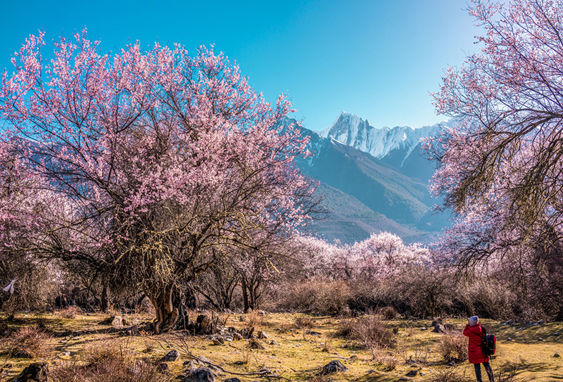 波密桃花溝在哪里  (2)