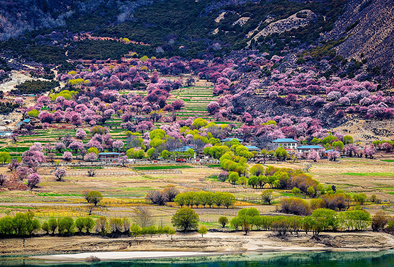 林芝桃花