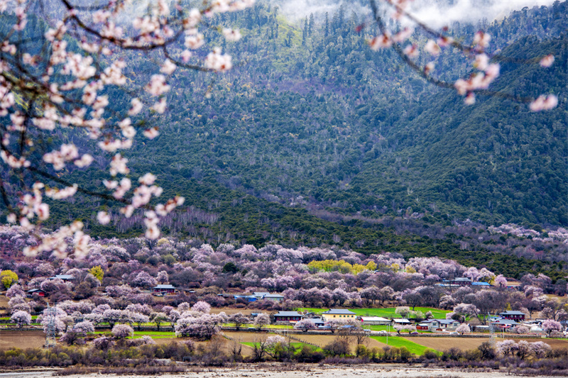 波密桃花溝在哪里12