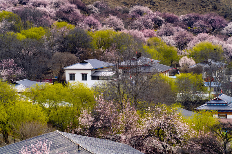 林芝嘎啦桃花村