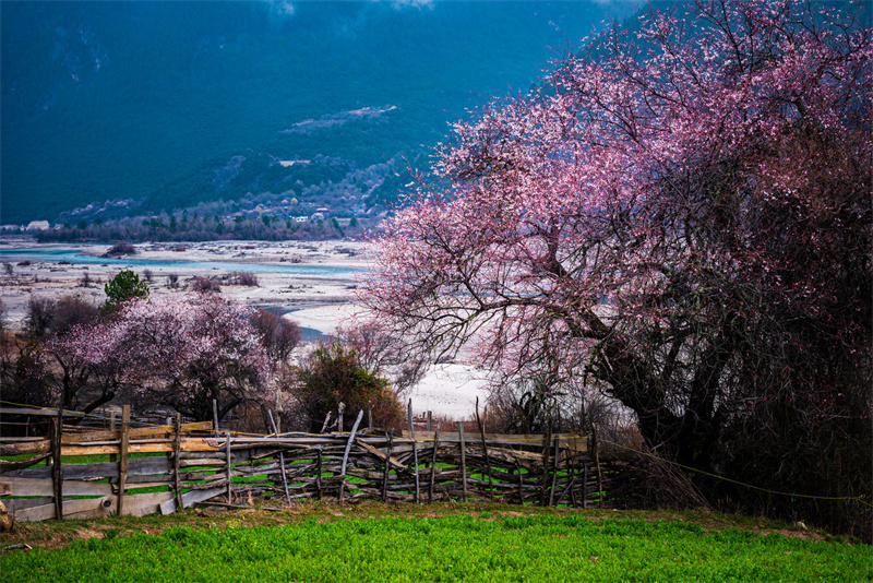 林芝桃花魯朗 林芝桃花魯朗