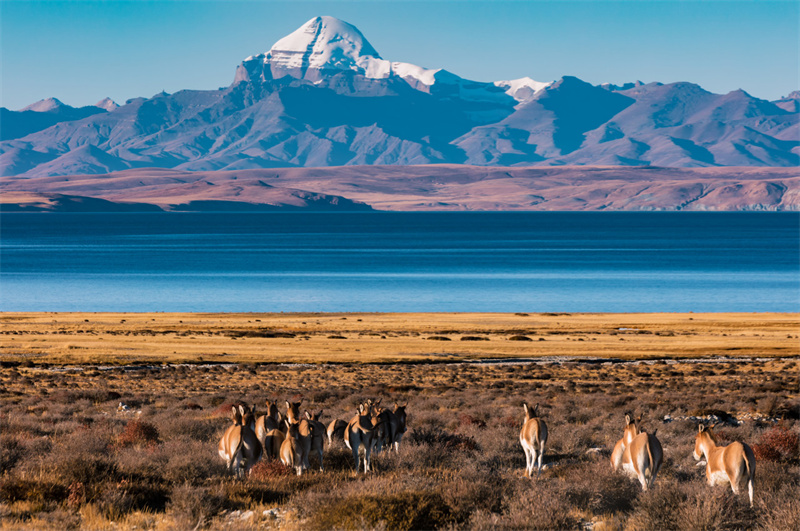 拉薩包車去岡仁波齊轉山來回多少錢？