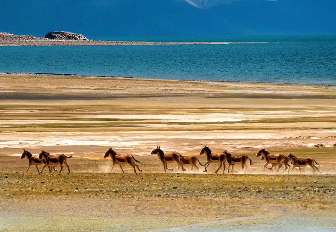 川進青出15天詳情頁1_02 川進青出15天詳情頁1_02