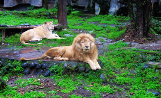 碧峰峽動物園好玩嗎？