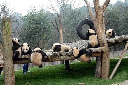 碧峰峽動物園介紹