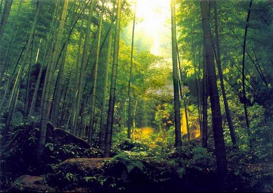 蜀南竹海，讓我從頭再來的旅行