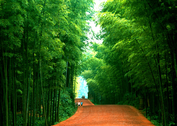 細雨中的蜀南竹海  清透的美麗
