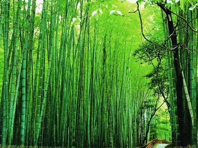 蜀南竹海必玩景點