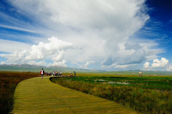 若爾蓋花湖賞花
