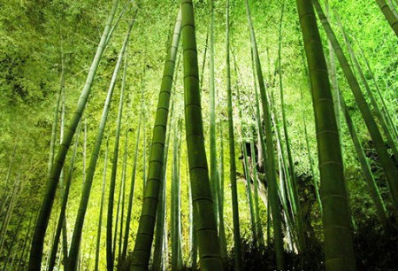 蜀南竹海旅游交通指南