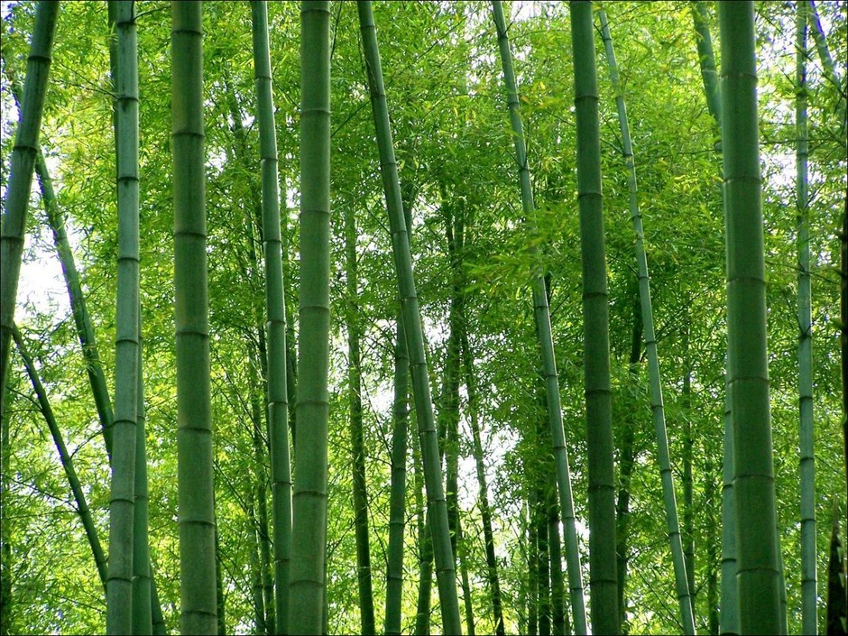 蜀南竹海旅游小貼士