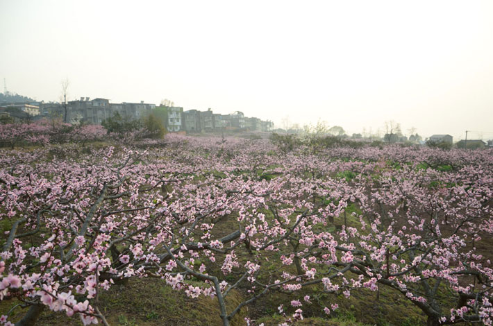 成都附近賞花地推薦—第二站
